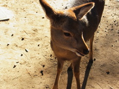 バンビちゃん