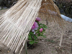 恥ずかしがりやの牡丹