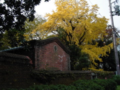 秋色大川