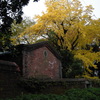 秋色大川