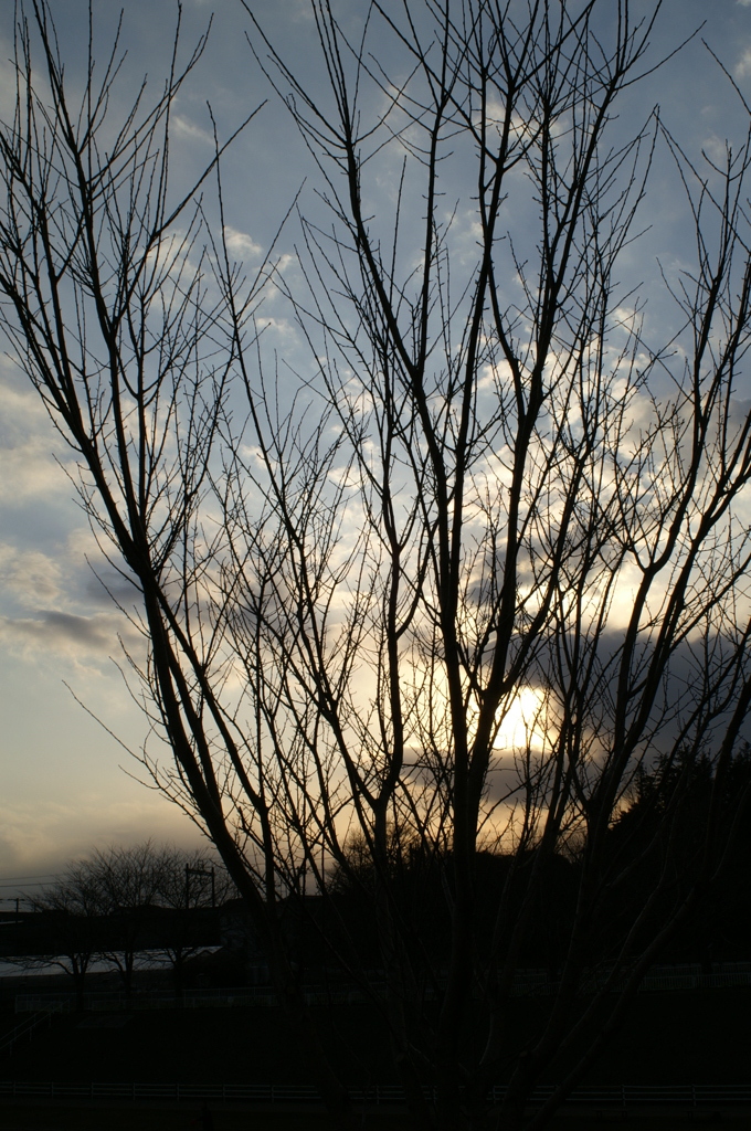 木々から見える夕日