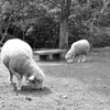 ヒツジ