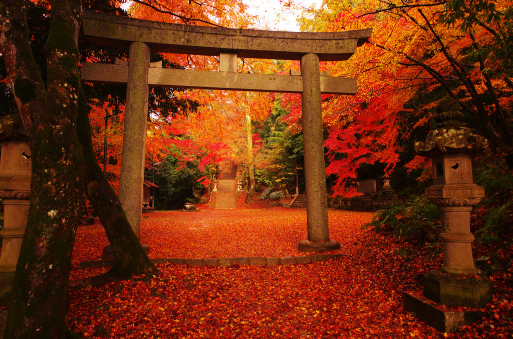 Autumn Carpet -紅の世界-