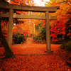 Autumn Carpet -紅の世界-