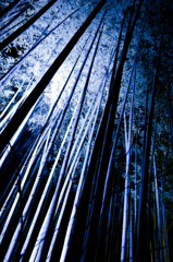 怪しく光る竹林