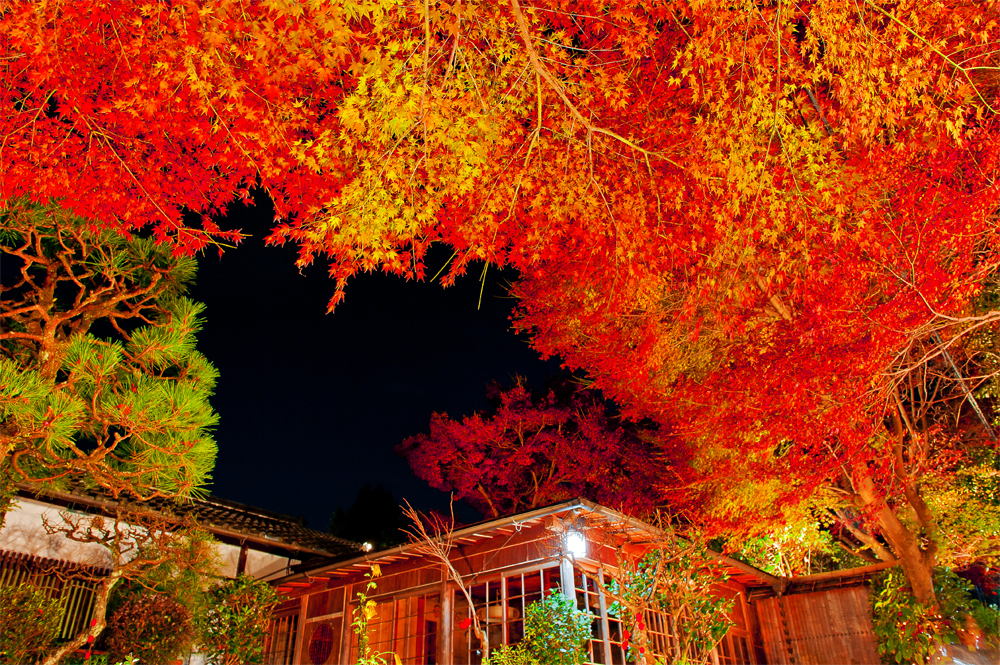 夜に浮かぶ紅葉