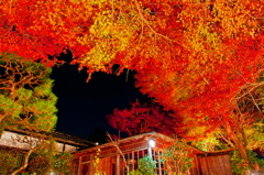 夜に浮かぶ紅葉