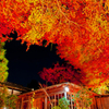 夜に浮かぶ紅葉
