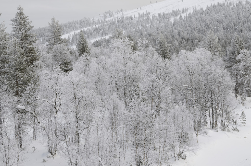 -18度の世界