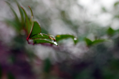 雨上がり１