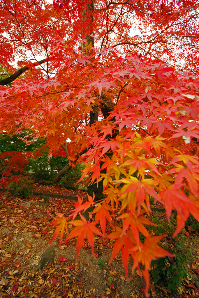 紅葉２