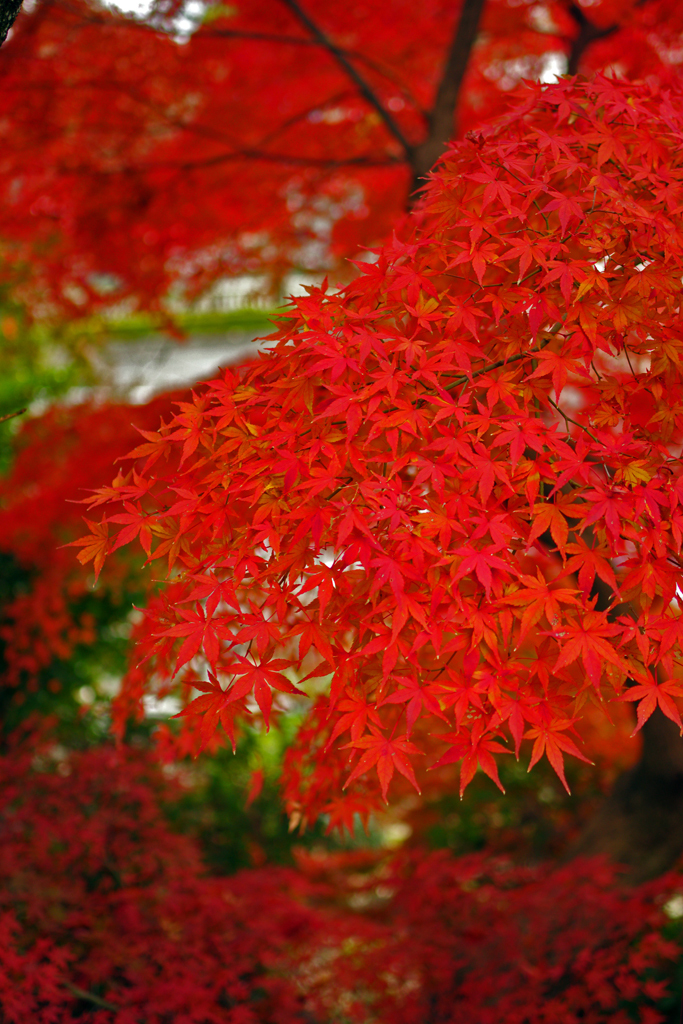 紅葉４