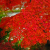 紅葉４
