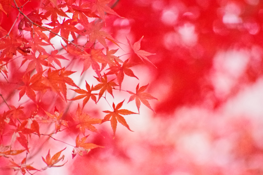 紅葉３