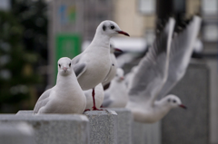 きれいに撮ってネ