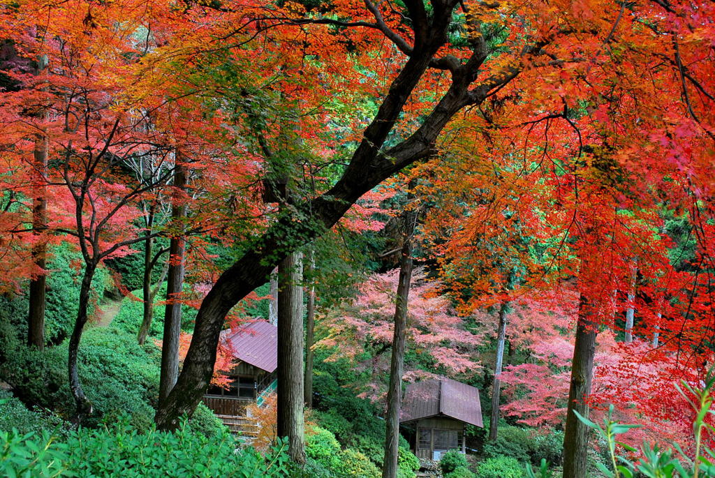 大興善寺の紅葉