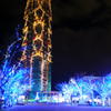 福岡タワーのクリスマスツリー