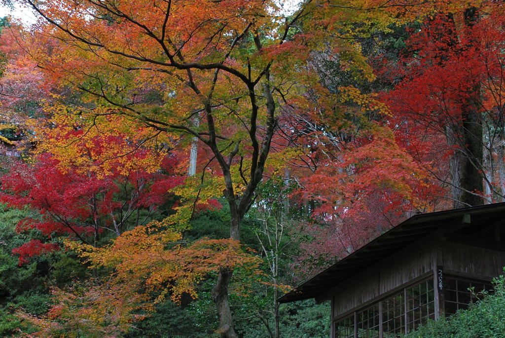 つつじ寺の紅葉