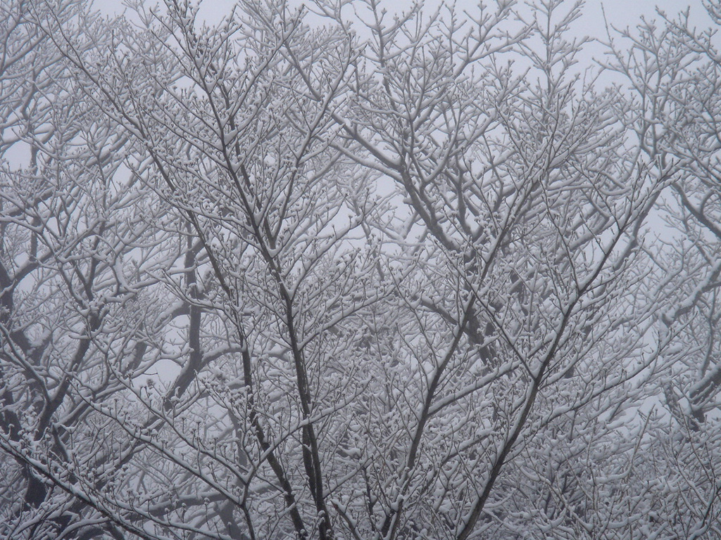 雪の花