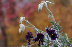 紅葉とパンジー