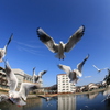 かもめ