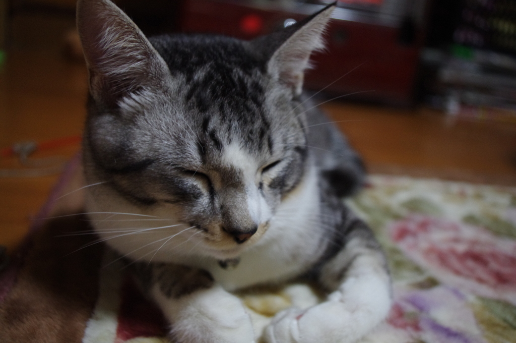 新しい家族がこんなに大きくなりました。
