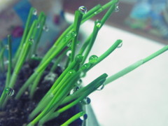 ガラス球の草