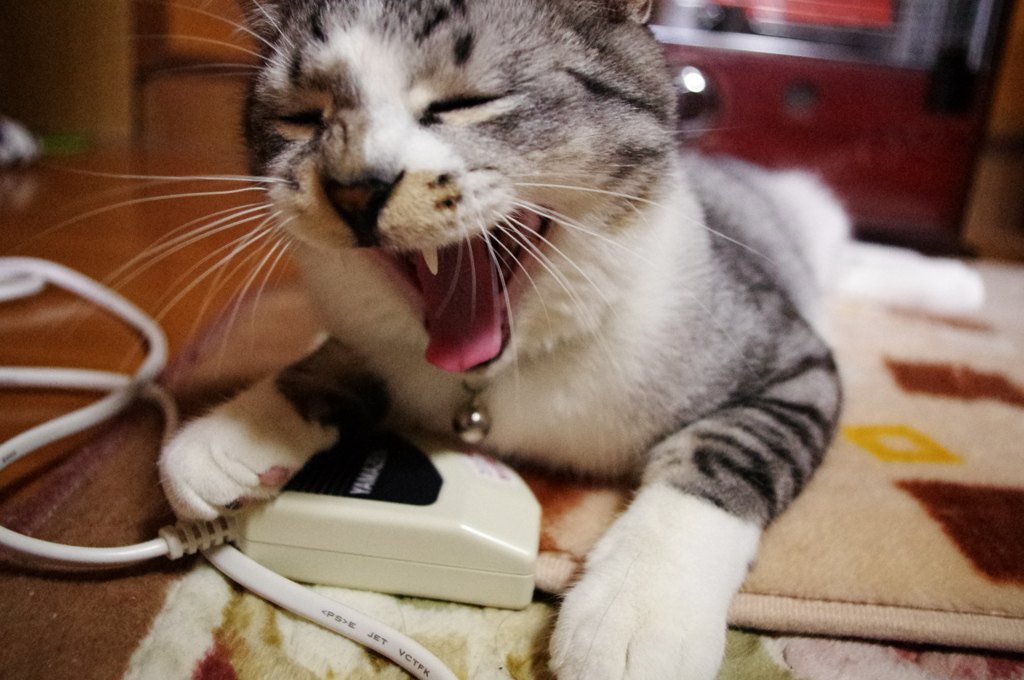 あーたまらん
