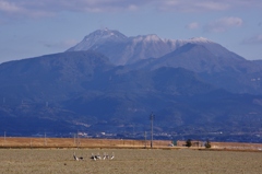 鶴と雲仙岳