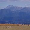 鶴と雲仙岳