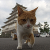 通りすがり猫65