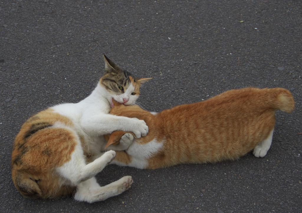 通りすがり猫64