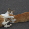 通りすがり猫64