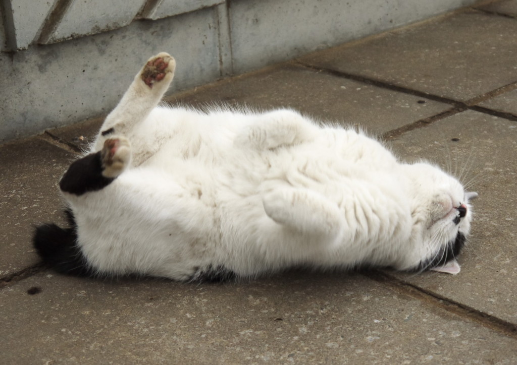 公園猫44