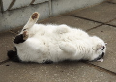 公園猫44