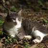 公園猫37