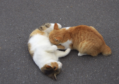 通りすがり猫62