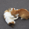 通りすがり猫62