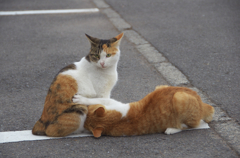 通りすがり猫61