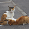 通りすがり猫61