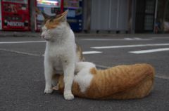 通りすがり猫63