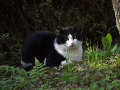 公園猫36
