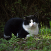 公園猫36