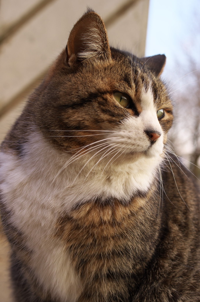 公園猫40