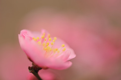 春色吐息