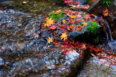 流れ紅葉