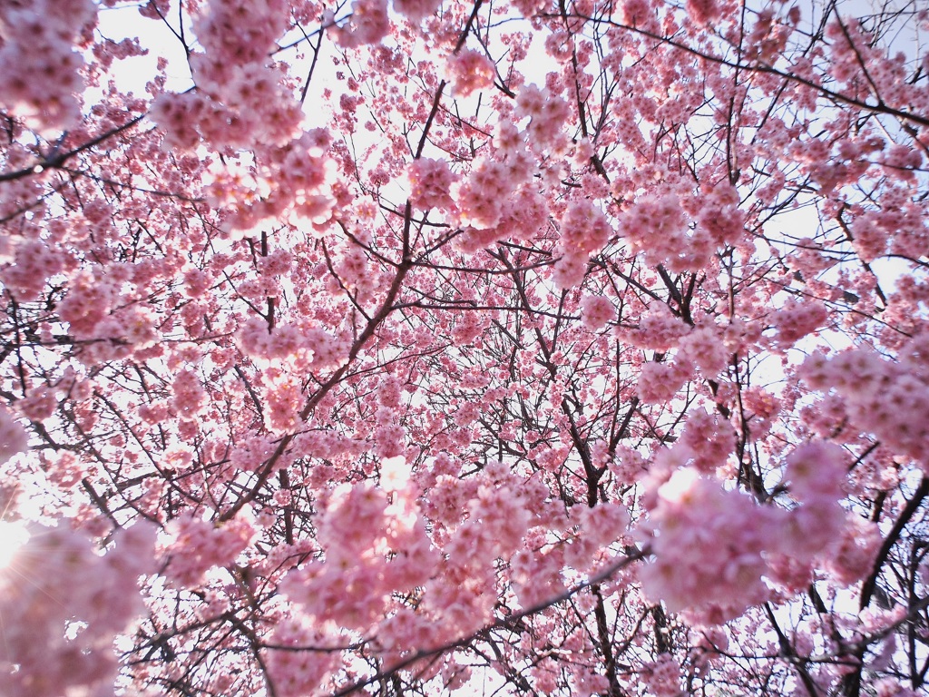 道後椿寒桜