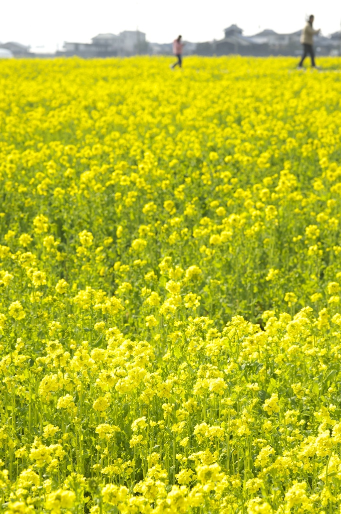 春の黄色い絨毯の上を