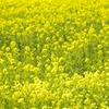 春の黄色い絨毯の上を