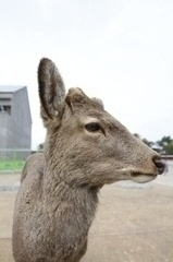 右向いて